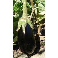 Sandveld Seeds Aubergine' Night Shadow